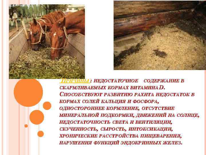 ПРИЧИНЫ : НЕДОСТАТОЧНОЕ СОДЕРЖАНИЕ В СКАРМЛИВАЕМЫХ КОРМАХ ВИТАМИНА D. СПОСОБСТВУЮТ РАЗВИТИЮ РАХИТА НЕДОСТАТОК В