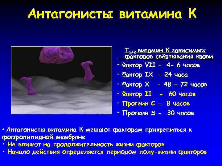 Антагонисты витамина К Т 1/2 витамин К зависимых факторов свёртывания крови • Фактор VII