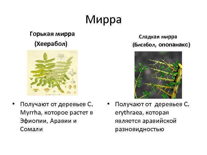 Мирра Горькая мирра (Хеерабол) • Получают от деревьев C. Myrrha, которое растет в Эфиопии,