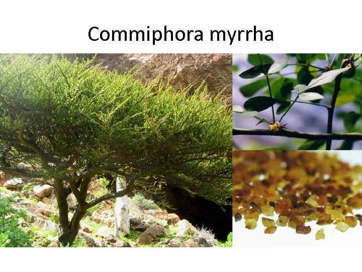Commiphora myrrha 