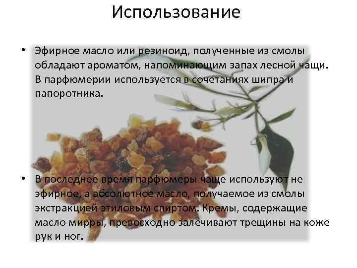 Использование • Эфирное масло или резиноид, полученные из смолы обладают ароматом, напоминающим запах лесной