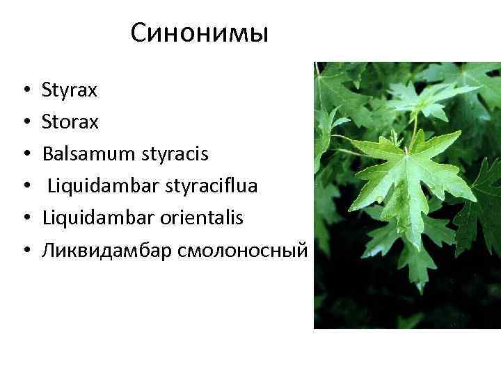Синонимы • • • Styrax Storax Balsamum styracis Liquidambar styraciflua Liquidambar orientalis Ликвидамбар смолоносный
