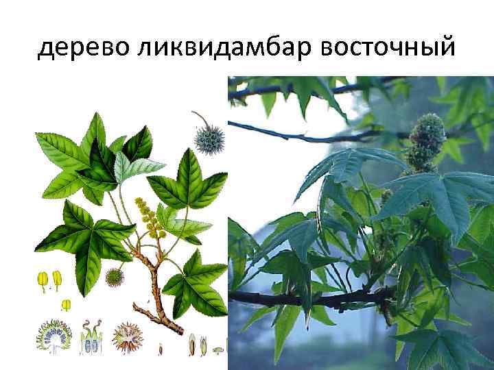 дерево ликвидамбар восточный 
