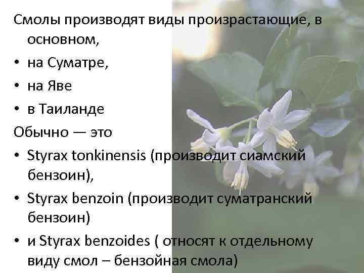 Смолы производят виды произрастающие, в основном, • на Суматре, • на Яве • в