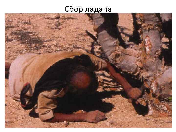 Сбор ладана 