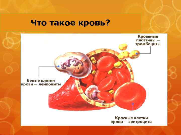 Что такое кровь? 