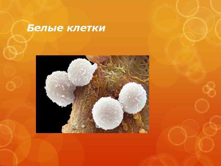 Белые клетки 