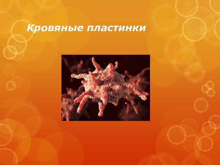 Кровяные пластинки 