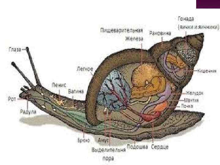 Строение улитки ахатины картинка