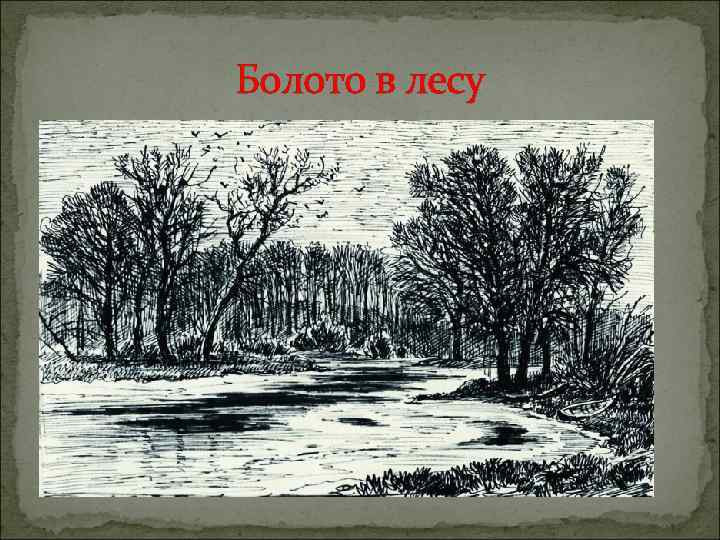  Болото в лесу 