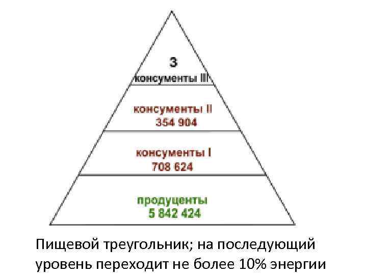 Пищевой треугольник; на последующий уровень переходит не более 10% энергии 