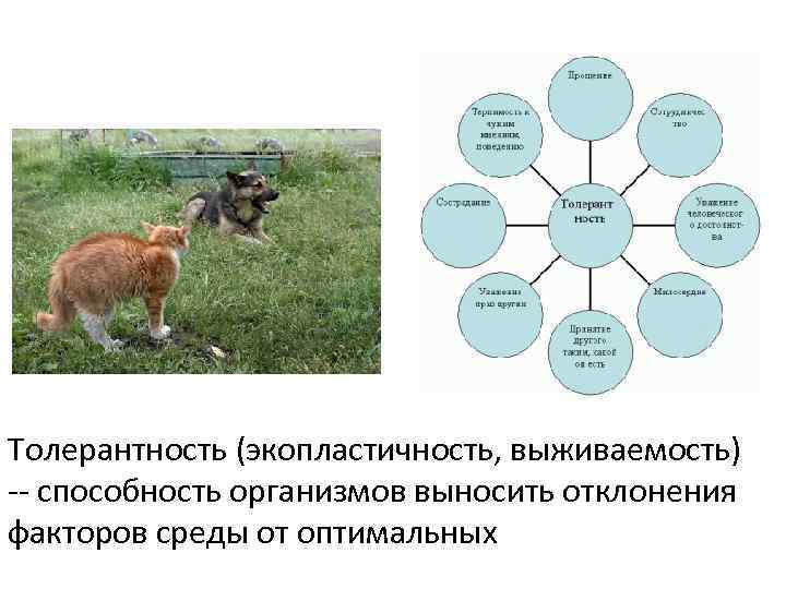 Толерантность (экопластичность, выживаемость) -- способность организмов выносить отклонения факторов среды от оптимальных 