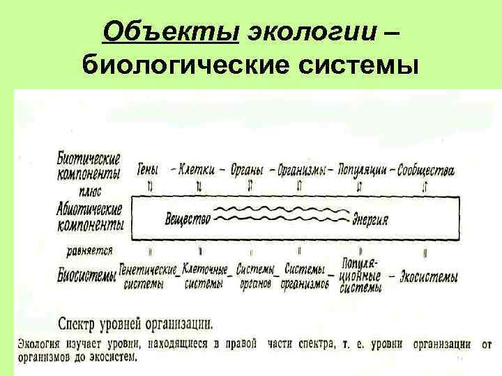 Объекты экологии – биологические системы 