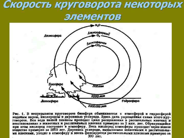 Скорость круговорота некоторых элементов 