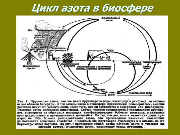 Цикл азота в биосфере 