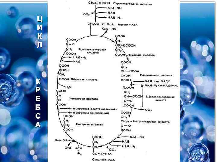 Ц И К Л К Р Е Б С А 
