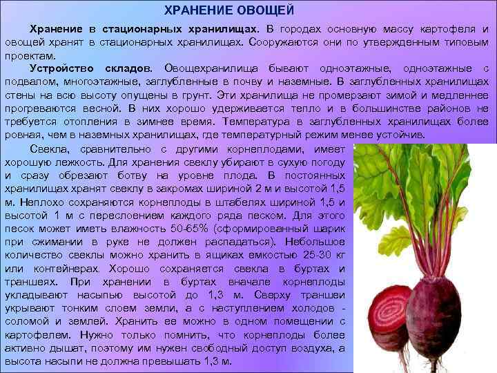 Болезни овощных при хранении