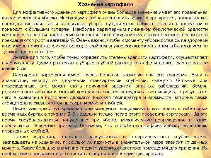 Хранение картофеля Для эффективного хранения картофеля очень большое значение имеет его правильная и своевременная