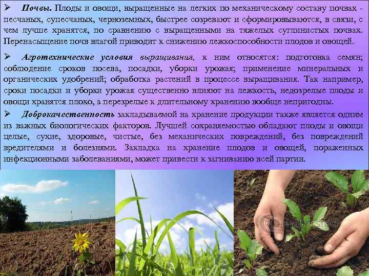 Ø Почвы. Плоды и овощи, выращенные на легких по механическому составу почвах песчаных, супесчаных,