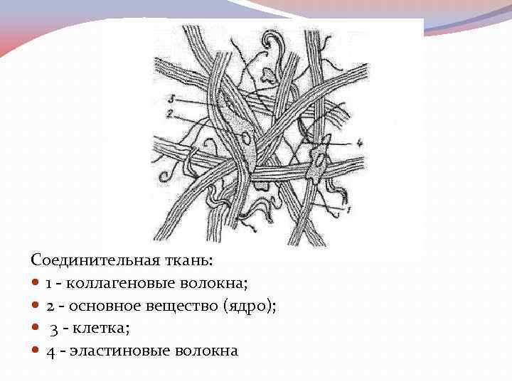 Плотная волокнистая неоформленная соединительная ткань рисунок