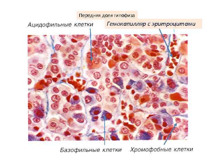 Передняя доля гипофиза Гемокапилляр с эритроцитами 