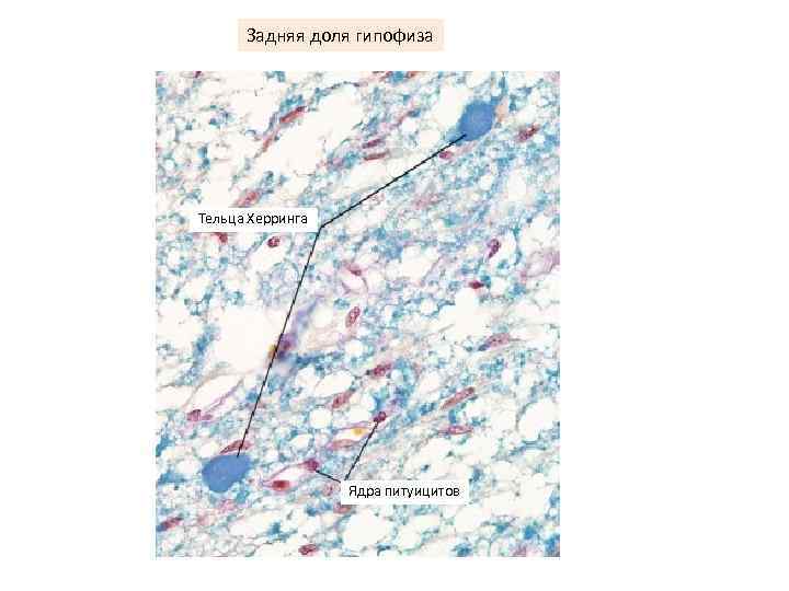 Задняя доля гипофиза Тельца Херринга Ядра питуицитов 