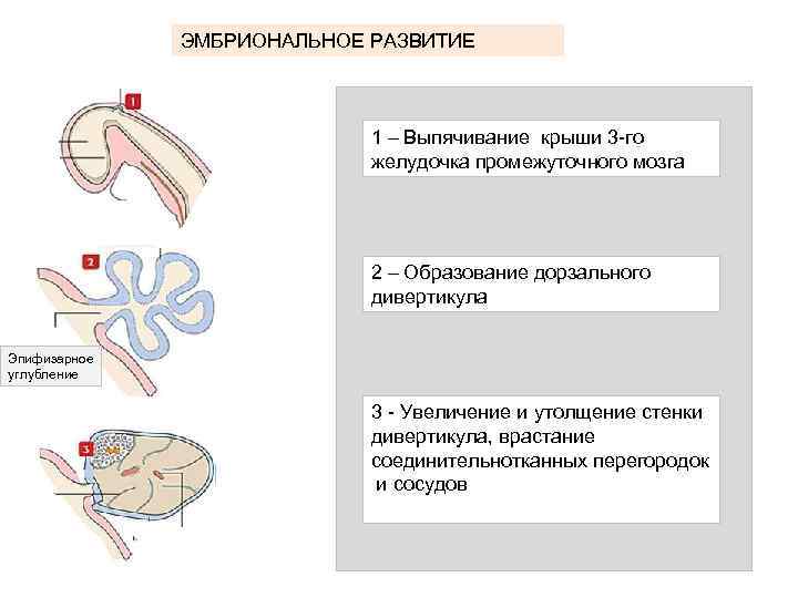 ЭМБРИОНАЛЬНОЕ РАЗВИТИЕ 1 – Выпячивание крыши 3 -го желудочка промежуточного мозга 2 – Образование