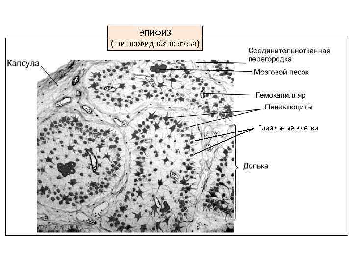 ЭПИФИЗ (шишковидная железа) Глиальные клетки 