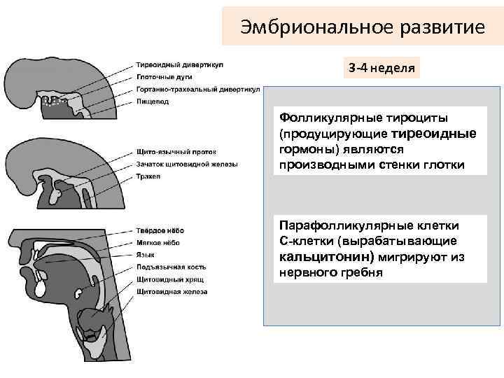 Схема тиреоидной оси