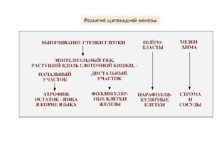 Развитие щитовидной железы 