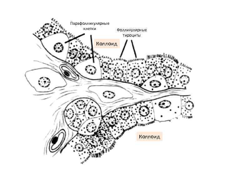 Парафолликулярные клетки Фолликулярные тироциты Коллоид 
