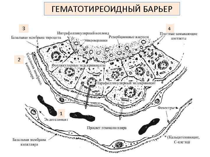 ГЕМАТОТИРЕОИДНЫЙ БАРЬЕР 3 4 2 1 