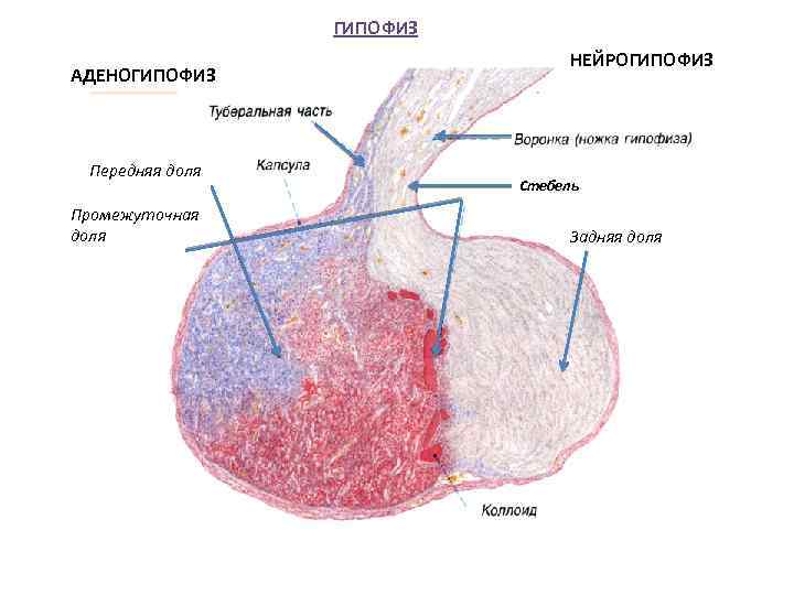 Аденогипофиз. Передняя доля гипофиза гистология. Гипофиз передняя доля аденогипофиз гистология. Задняя доля гипофиза гистология препарат. Гипофиз передняя доля аденогипофиза гситология.