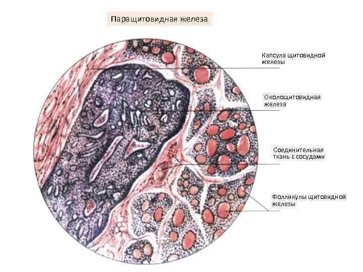 Паращитовидная железа Капсула щитовидной железы Околощитовидная железа Соединительная ткань с сосудами Фолликулы щитовидной железы