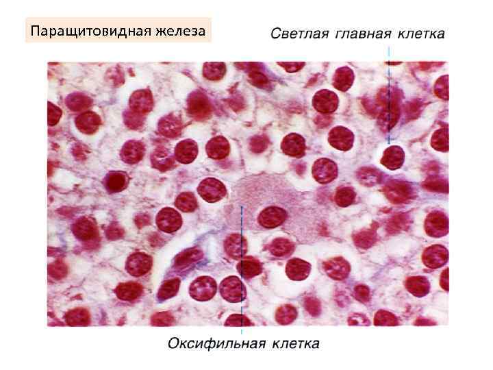 Паращитовидная железа 