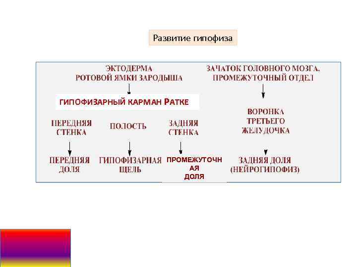 Развитие гипофиза ГИПОФИЗАРНЫЙ КАРМАН РАТКЕ ПРОМЕЖУТОЧН АЯ ДОЛЯ 