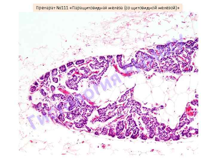 Препарат № 111 «Паращитовидная железа (со щитовидной железой)» У М И Н Р я
