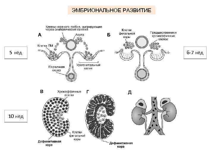 ЭМБРИОНАЛЬНОЕ РАЗВИТИЕ 5 нед 10 нед 6 -7 нед 