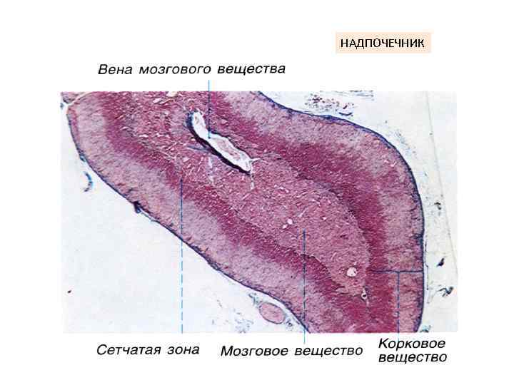 Кора надпочечников фото