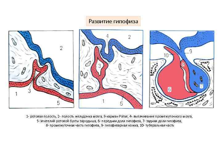 Развитие гипофиза 1 - ротовая полость, 2 - полость желудочка мозга, 3 -карман Ратке,