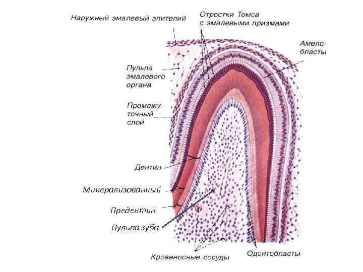 Минерализованный Предентин Пульпа зуба 