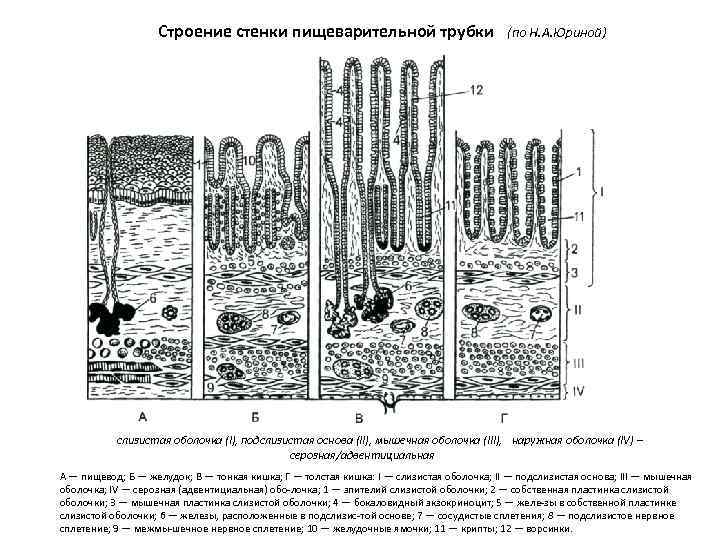 Строение стенки пищевода