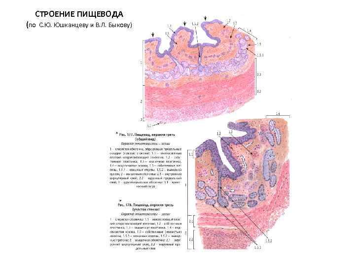 Общий план строения пищеварительной трубки гистология