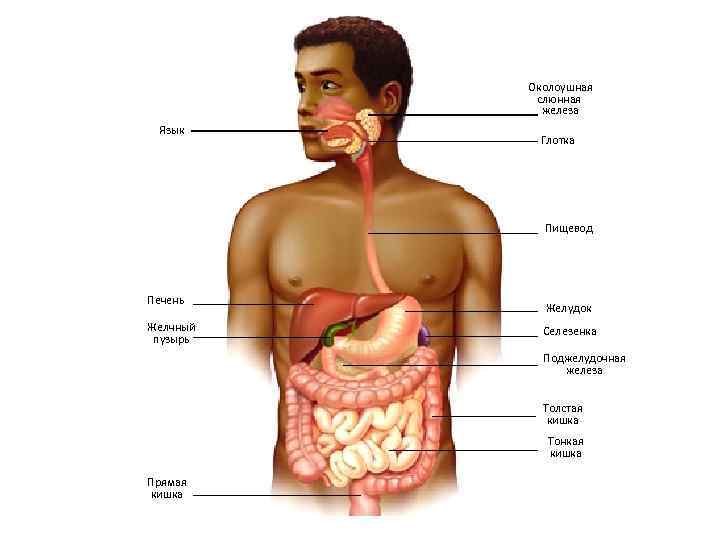 Околоушная слюнная железа Язык Глотка Пищевод Печень Желчный пузырь Желудок Селезенка Поджелудочная железа Толстая
