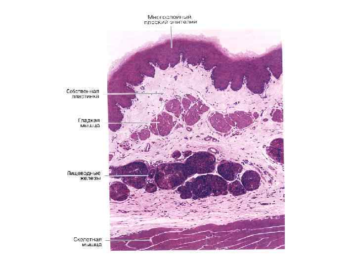 Общий план строения пищеварительной трубки гистология