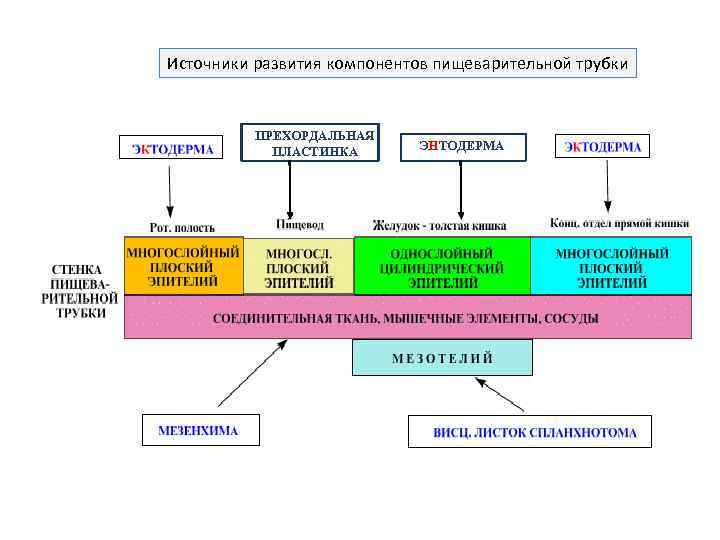 Общий план строения пищеварительной трубки гистология