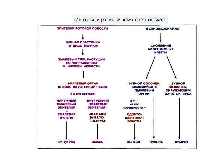 Источники развития компонентов зуба НЕЙРОМЕЗЕНХИМА ЭНАМЕЛО(АМЕЛО-) БЛАСТЫ 
