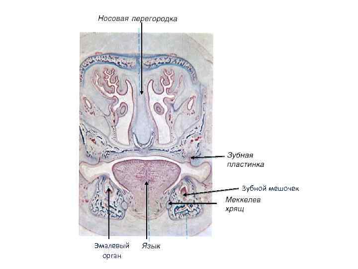 Зубной мешочек Эмалевый орган 
