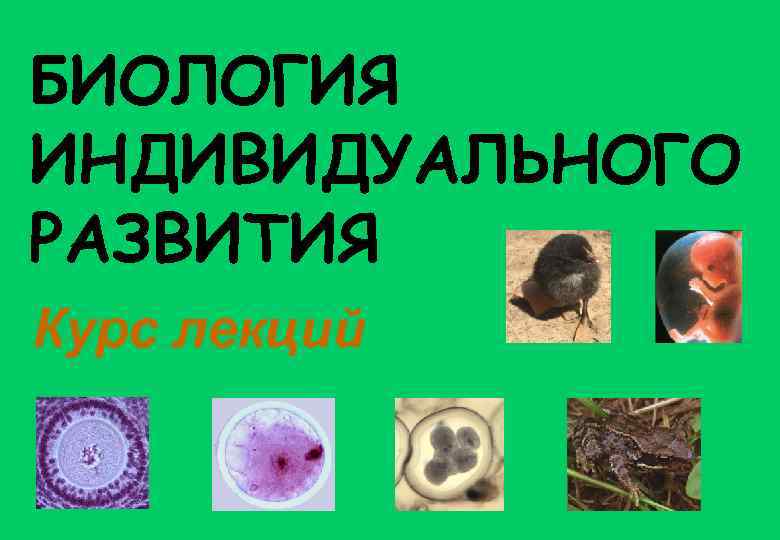 БИОЛОГИЯ ИНДИВИДУАЛЬНОГО РАЗВИТИЯ Курс лекций 