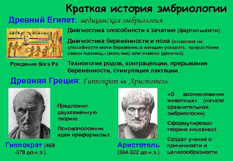 Краткая история эмбриологии Древний Египет: медицинская эмбриология Диагностика способности к зачатию (фертильности). Диагностика беременности